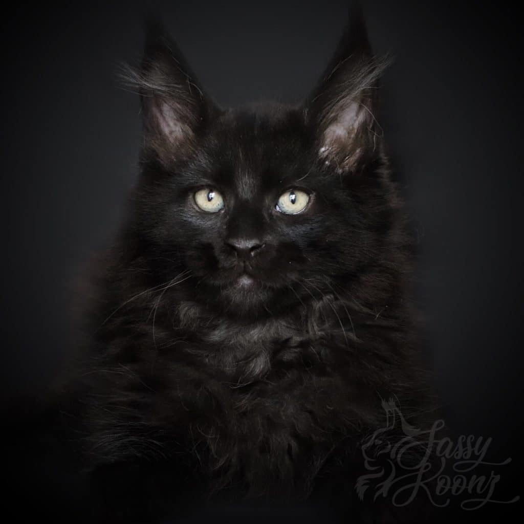 Hitman ⋆ Sassy Koonz Maine Coon Cattery Black Maine coon