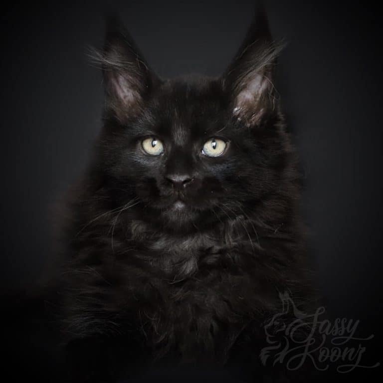 Black Maine coon