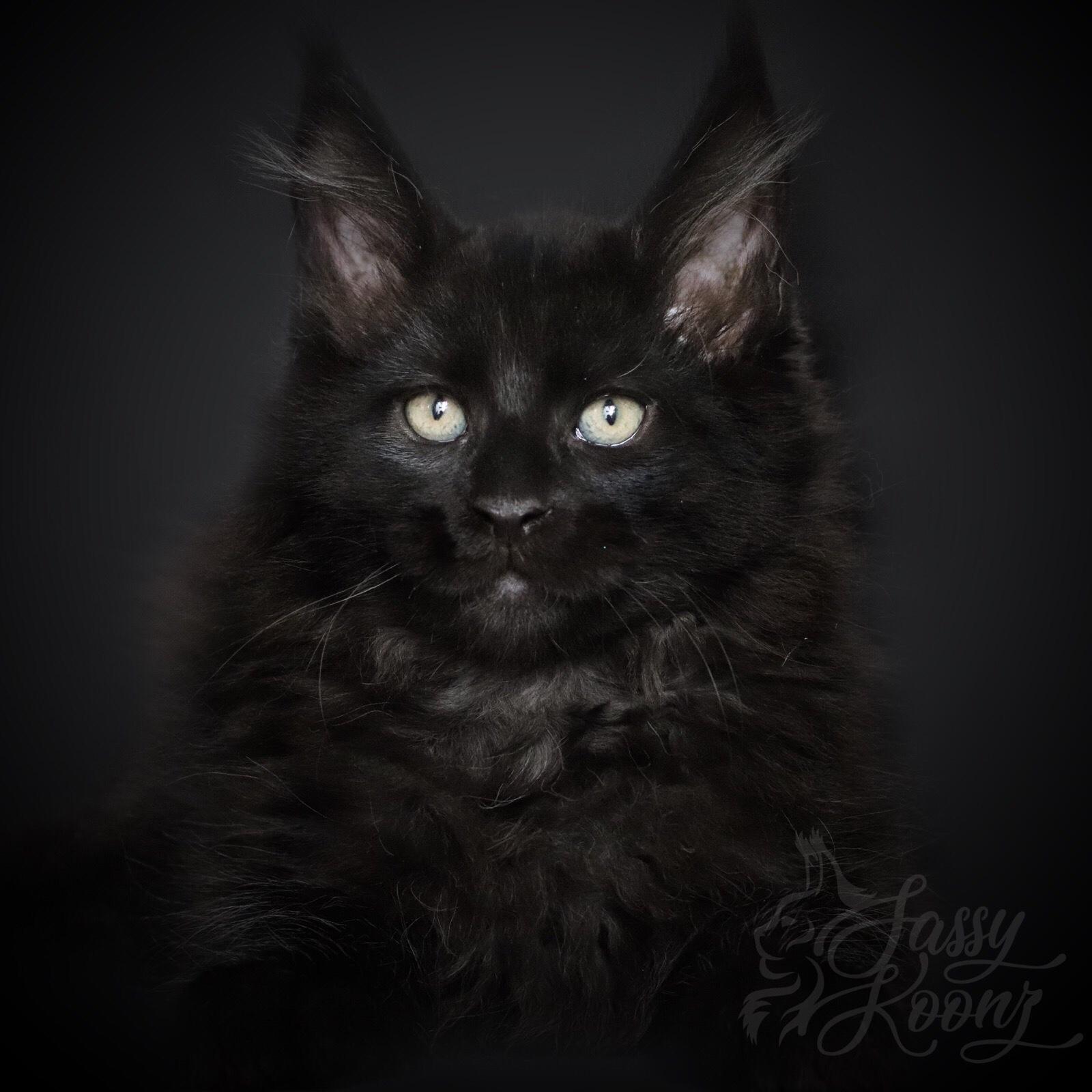 Hitman ⋆ Sassy Koonz Maine Coon Cattery Black Maine coon