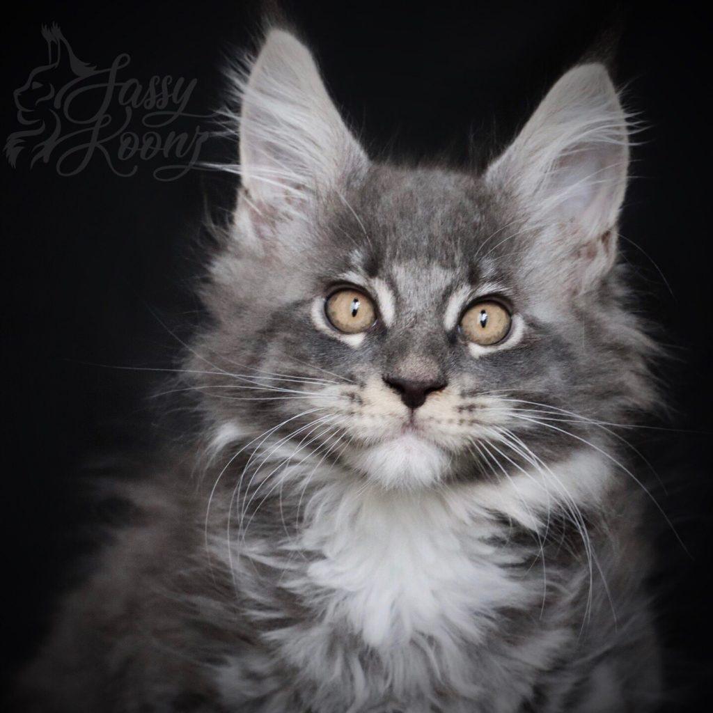 Innuendo ⋆ Sassy Koonz Maine Coon Cattery Blue silver Maine coon