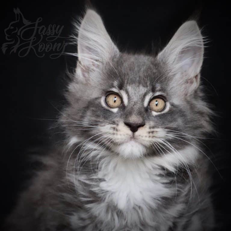 Blue silver Maine coon