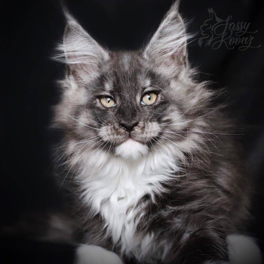 Rendezvous ⋆ Sassy Koonz Maine Coon Cattery Black smoke Maine coon