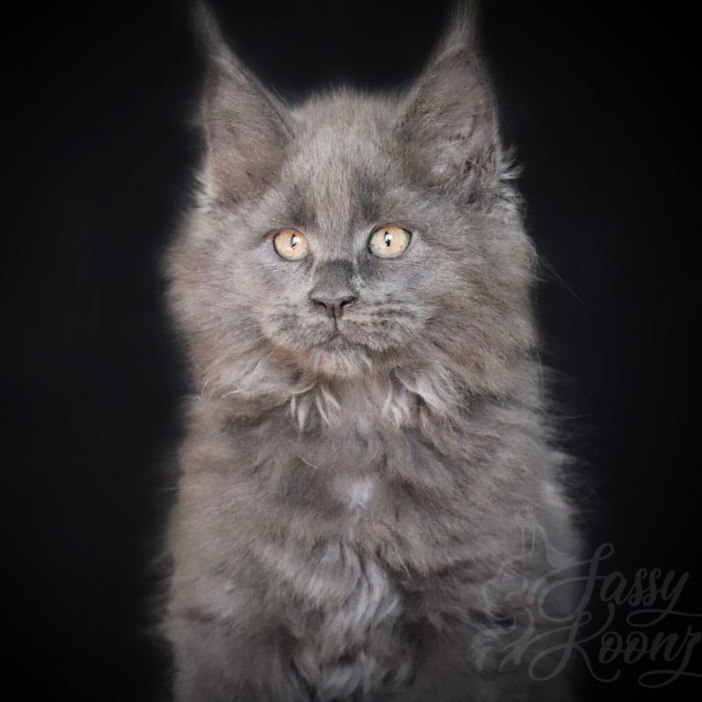 Blue Maine coon