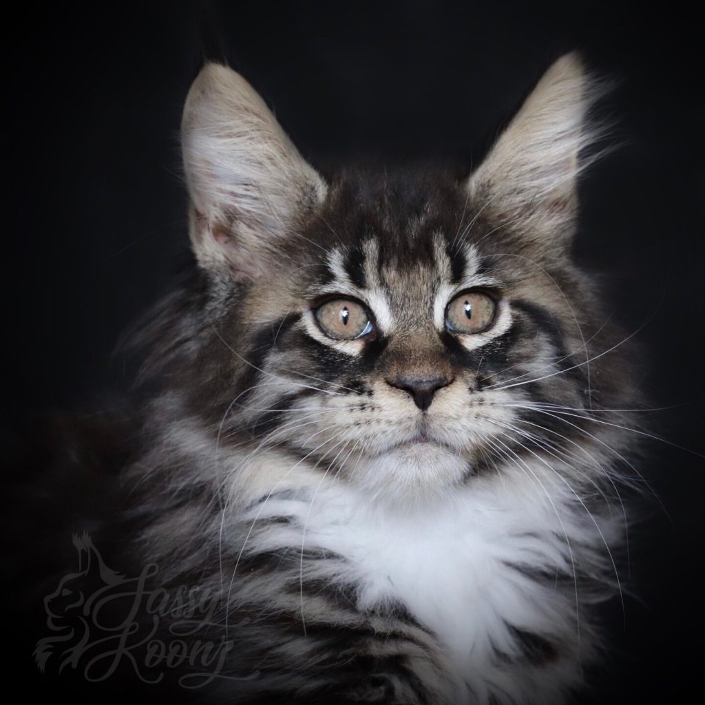 Ga Ga ⋆ Sassy Koonz Maine Coon Cattery Black tabby Maine coon