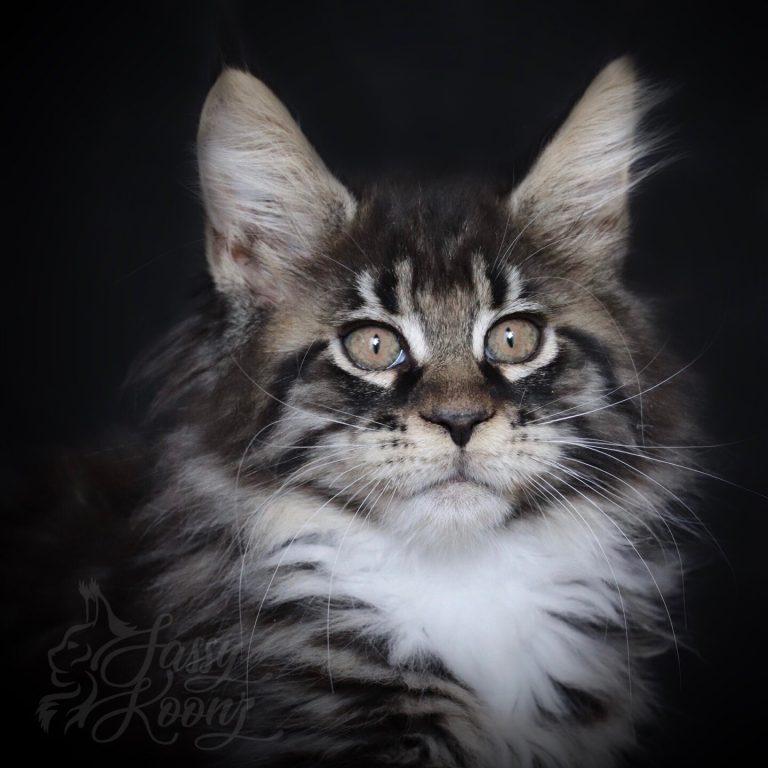 Black tabby Maine coon