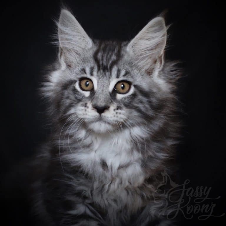 Black silver Maine coon