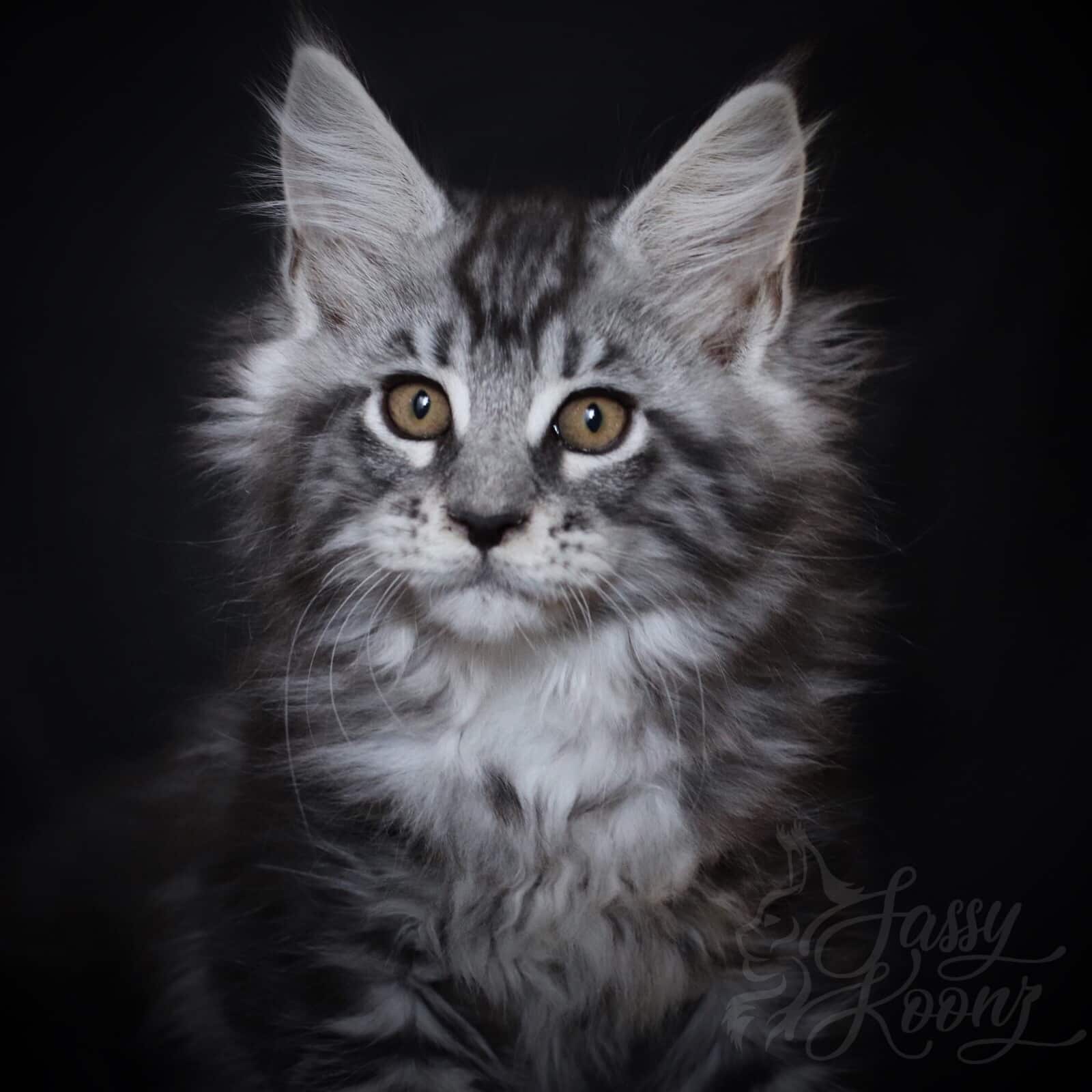 Loverboy ⋆ Sassy Koonz Maine Coon Cattery Black silver Maine coon