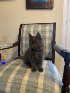 247AA4FC-8CB0-4F40-9257-5C2F11032FB0.jpeg ⋆ Sassy Koonz Maine Coon Cattery Maine coon kittens for sale Texas