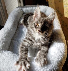 inbound4955614659107406718.jpg ⋆ Sassy Koonz Maine Coon Cattery Maine coon kittens for sale Texas