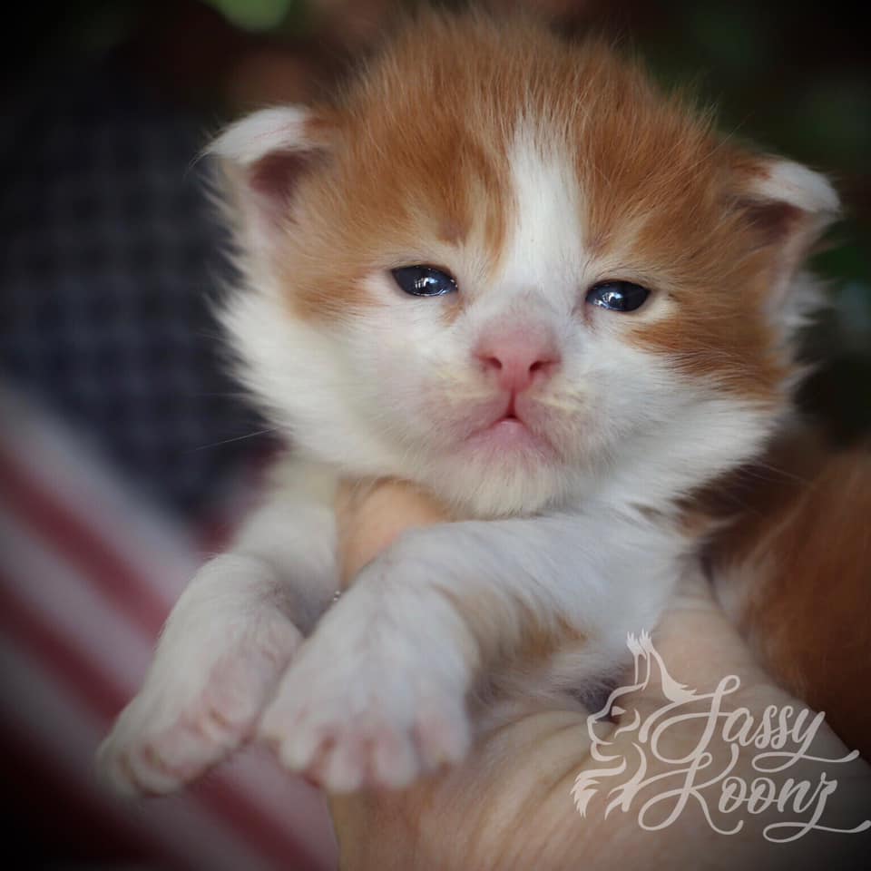 orange-man-maine-coon-kitten ⋆ Sassy Koonz Maine Coon Cattery orange maine coon