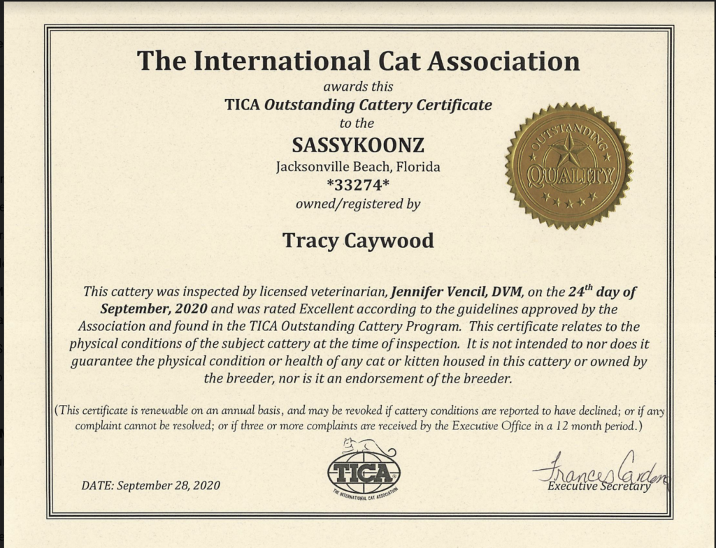 outstanding maine coon cattery