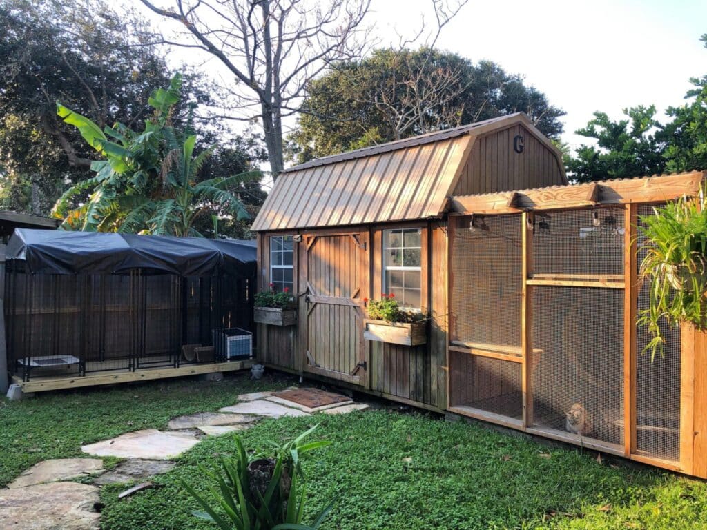 Sassy Koonz Maine Coon Cattery ⋆ Sassy Koonz Maine Coon Cattery sassy koonz maine coon cattery photos