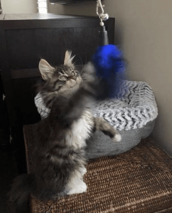 sassy koonz reviews ⋆ Sassy Koonz Maine Coon Cattery sassy koonz reviews