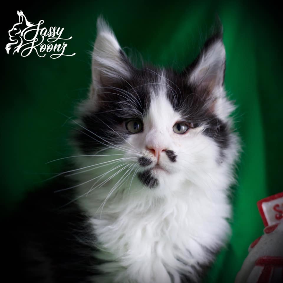 Trumpy Bear ⋆ Sassy Koonz Maine Coon Cattery maine coon breeder florida