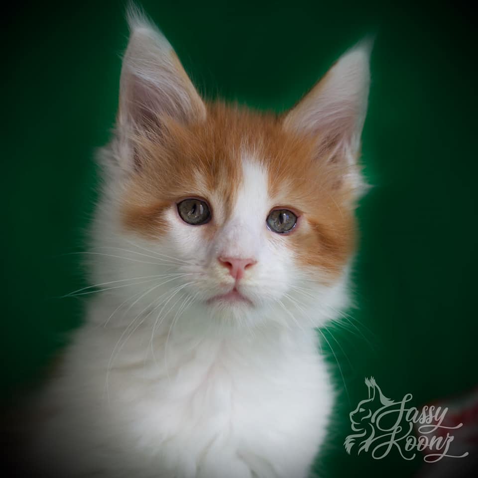 Orange Man ⋆ Sassy Koonz Maine Coon Cattery maine coon kittens