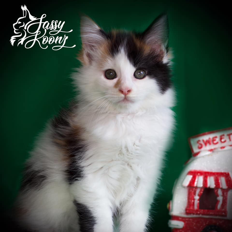 Melania ⋆ Sassy Koonz Maine Coon Cattery maine coon kittens florida