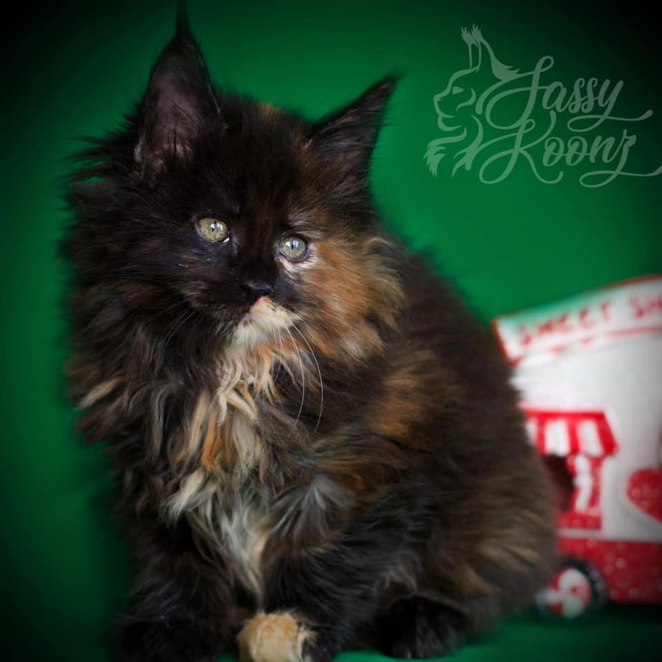 Kayleigh ⋆ Sassy Koonz Maine Coon Cattery maine coon kittens for sale