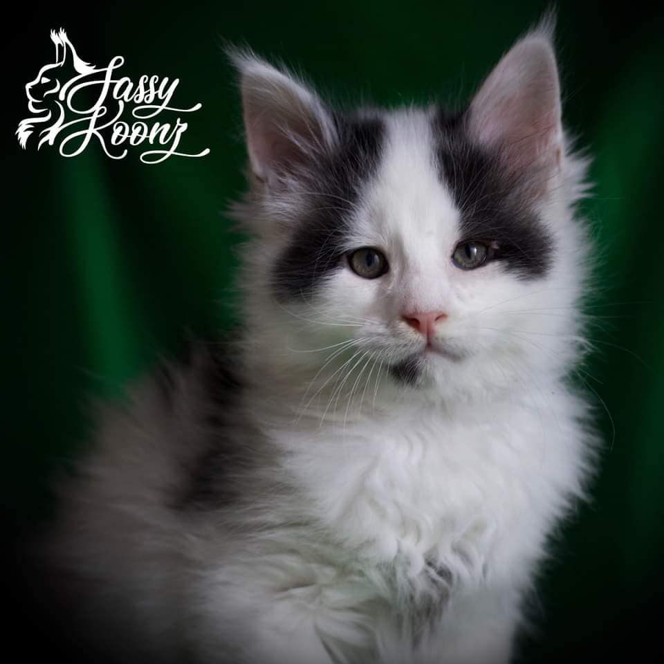 Sleepy Joe ⋆ Sassy Koonz Maine Coon Cattery maine coon kitten