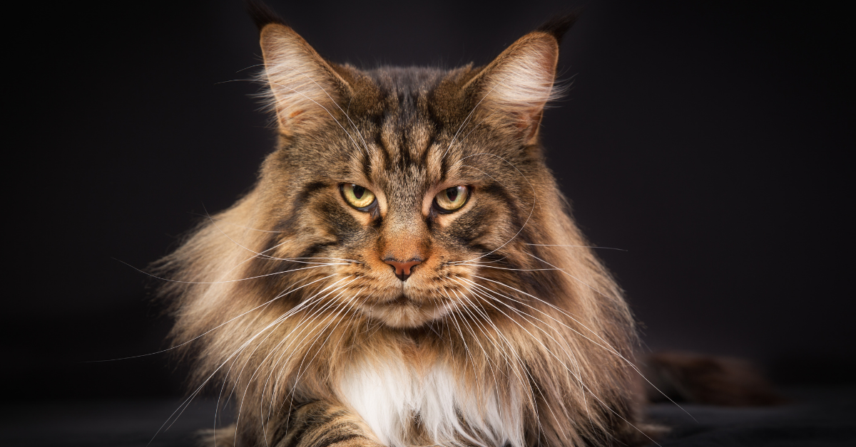 How Much Are Maine Coon Cats? Get The Truth About Pricing