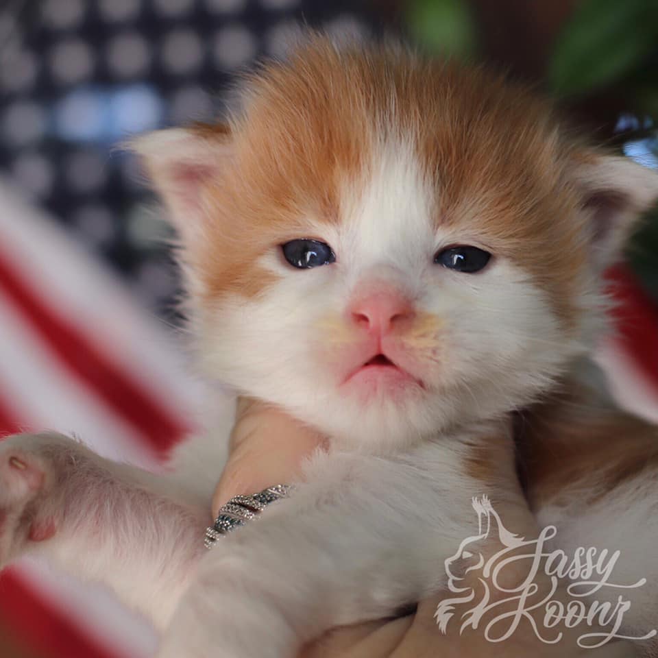 Barron ⋆ Sassy Koonz Maine Coon Cattery maine coon kittens for sale barron 2.5 weeks old