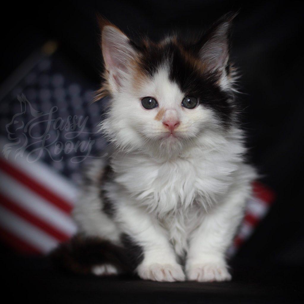 melania ⋆ Sassy Koonz Maine Coon Cattery calico maine coon kitten