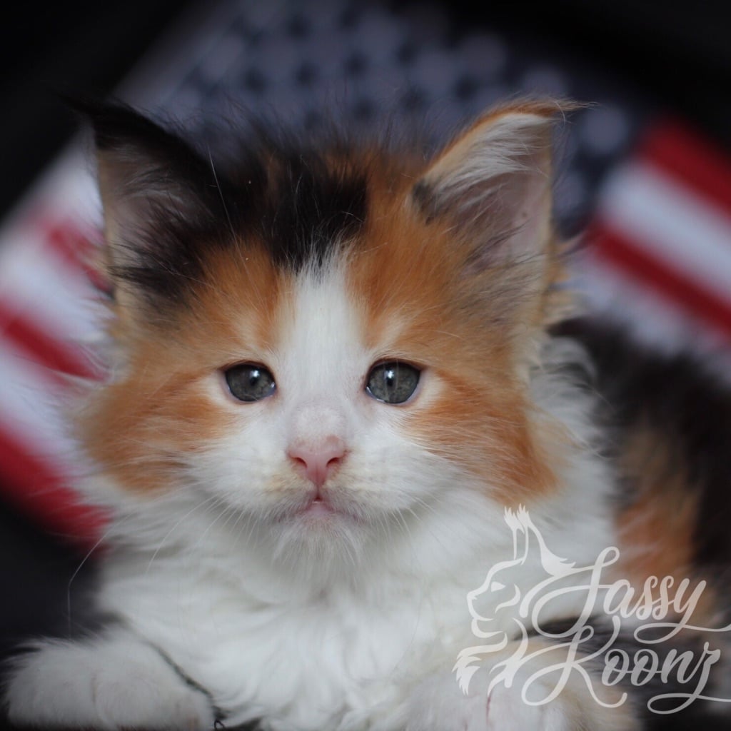 Ivanka ⋆ Sassy Koonz Maine Coon Cattery maine coon kittens florida
