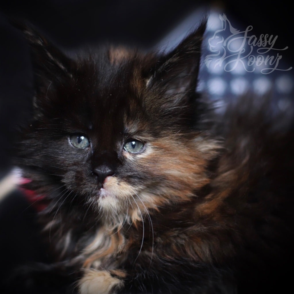 Kayleigh ⋆ Sassy Koonz Maine Coon Cattery black tortie maine coon