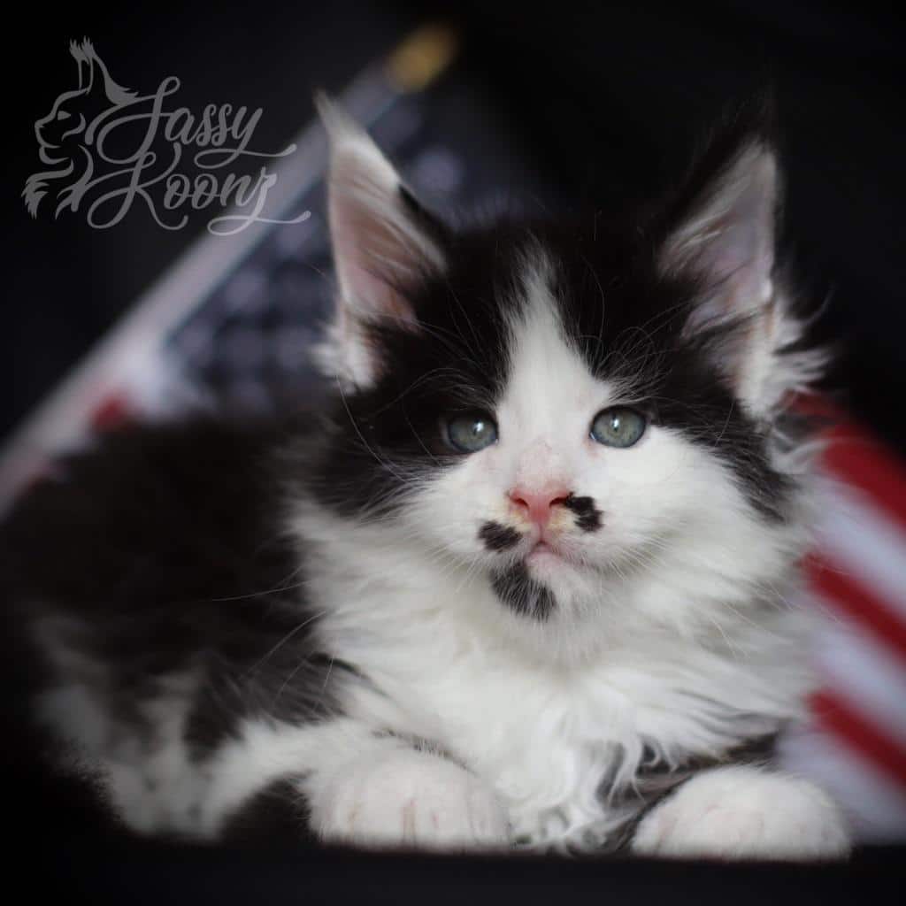 Trumpy Bear ⋆ Sassy Koonz Maine Coon Cattery black and white maine coon