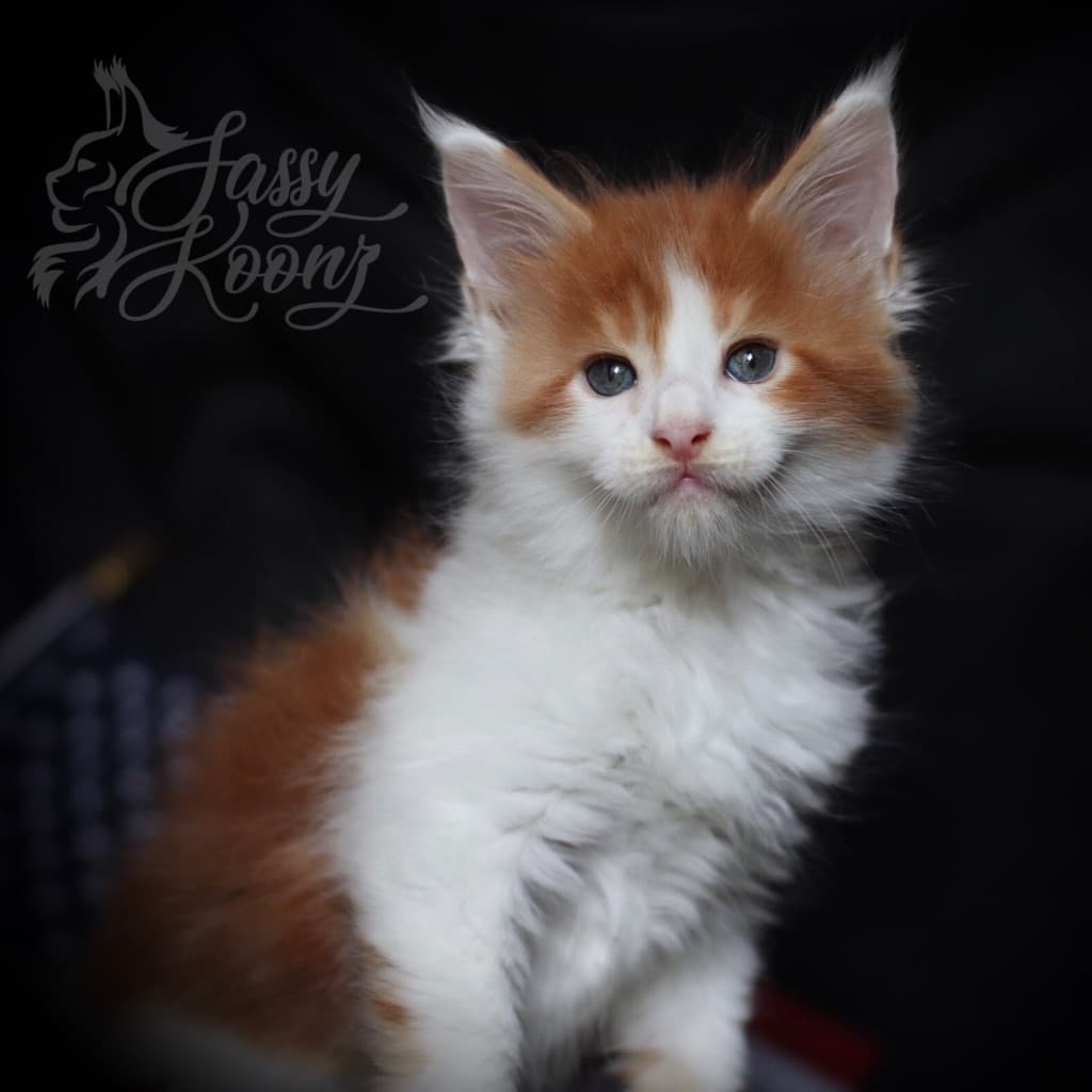Orange Man ⋆ Sassy Koonz Maine Coon Cattery maine coon kittens
