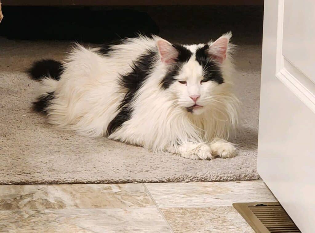 blac-white-bicolor-maine-coon-sleepy-joe-adult ⋆ Sassy Koonz Maine Coon Cattery black white bicolor maine coon sleepy joe adult