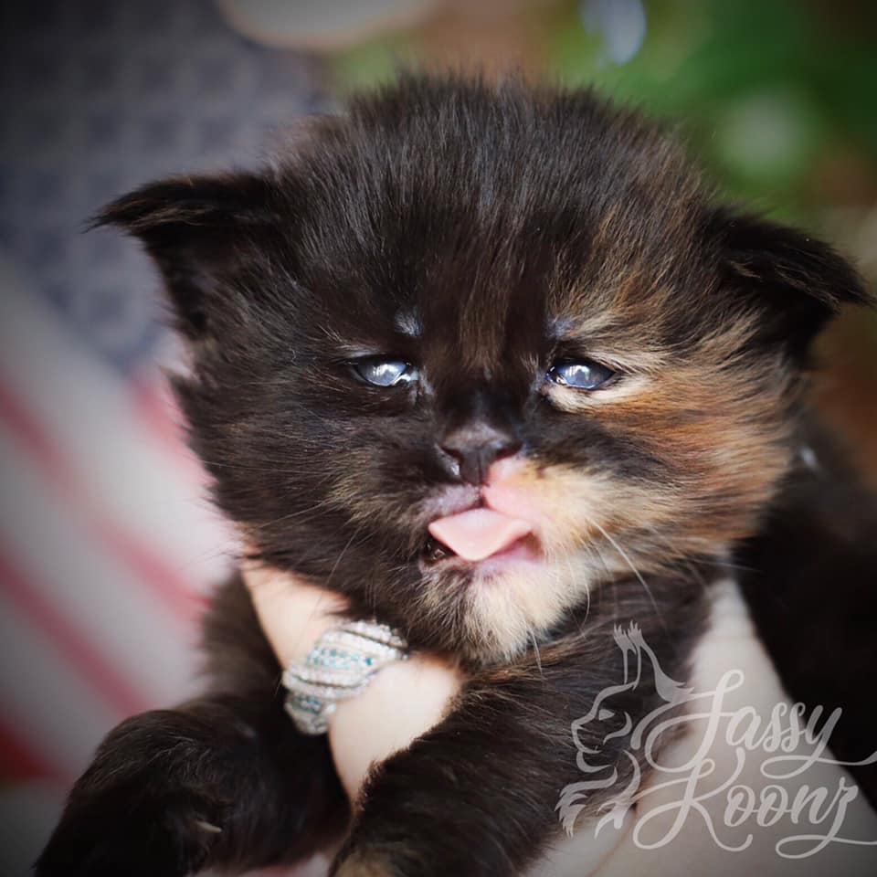 black-tortie-maine-coon ⋆ Sassy Koonz Maine Coon Cattery Maine coon kittens for sale Texas
