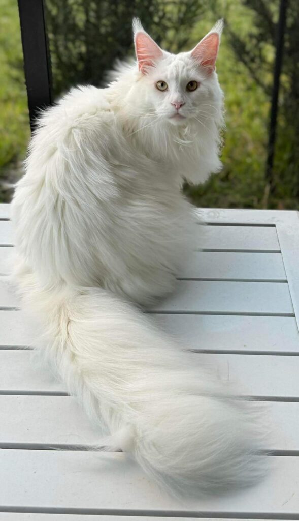 blanche-white-maine-coon-female-patio-long-tail ⋆ Sassy Koonz Maine Coon Cattery blanche white maine coon female patio long tail