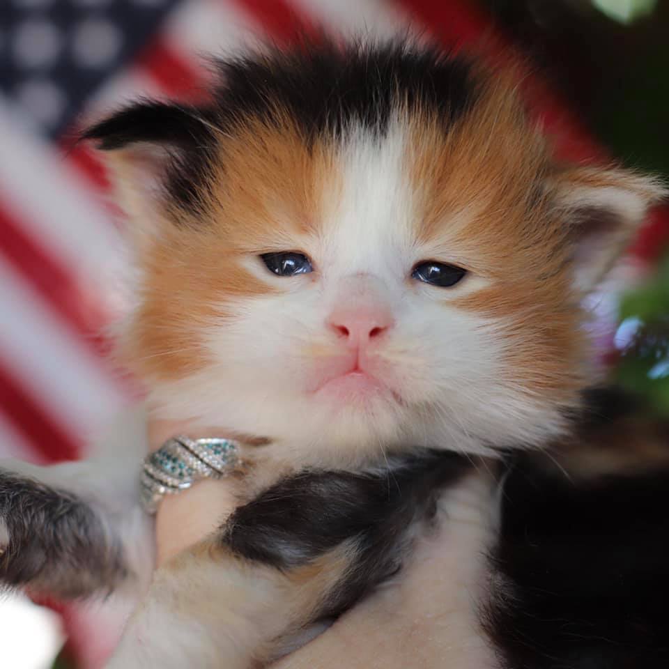 Ivanka ⋆ Sassy Koonz Maine Coon Cattery calico maine coon kitten