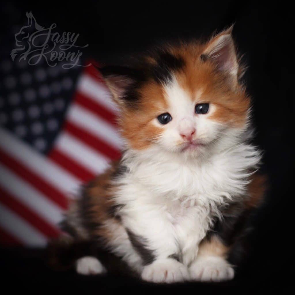 Ivanka ⋆ Sassy Koonz Maine Coon Cattery pretty maine coon kitten