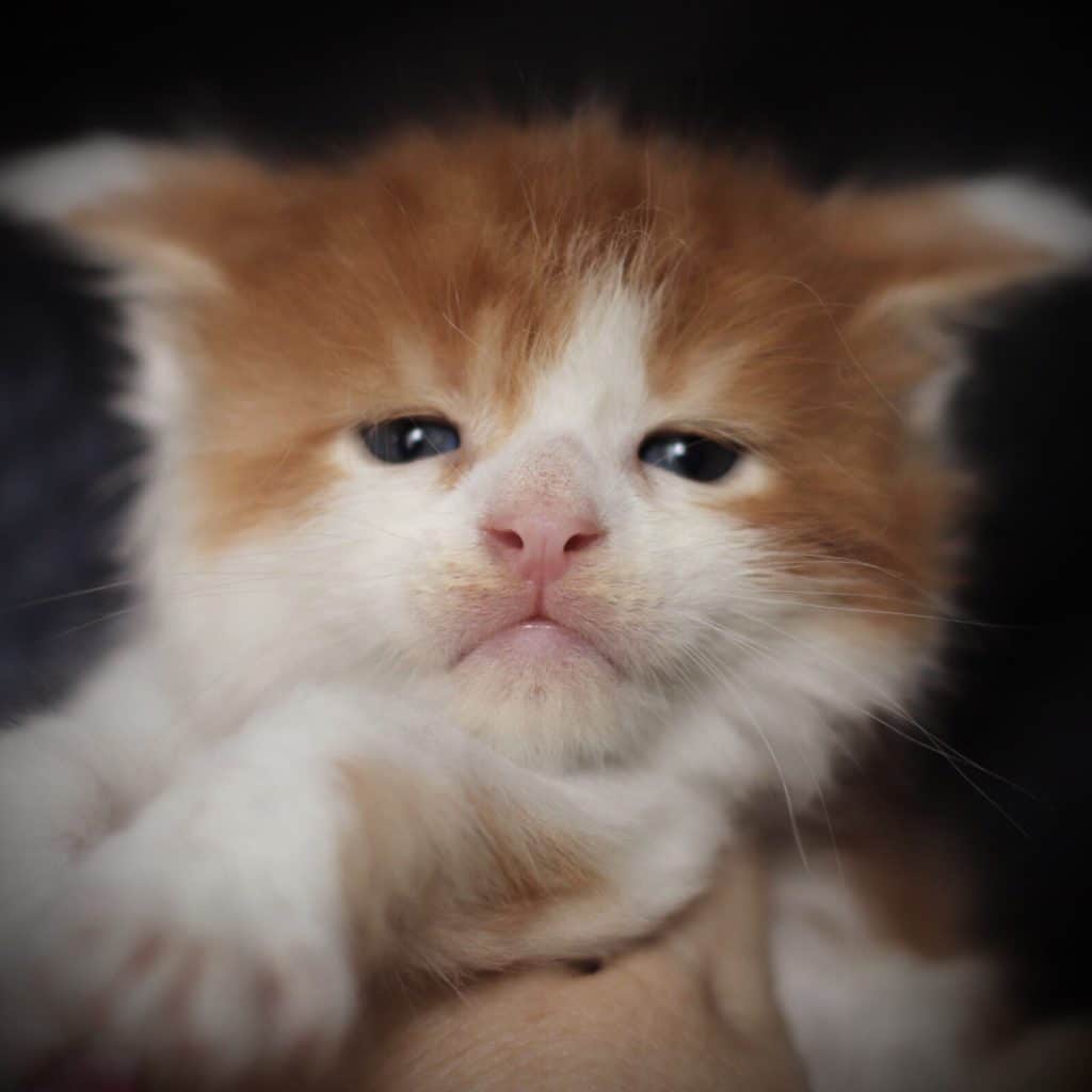 Orange Man ⋆ Sassy Koonz Maine Coon Cattery maine coon kitten
