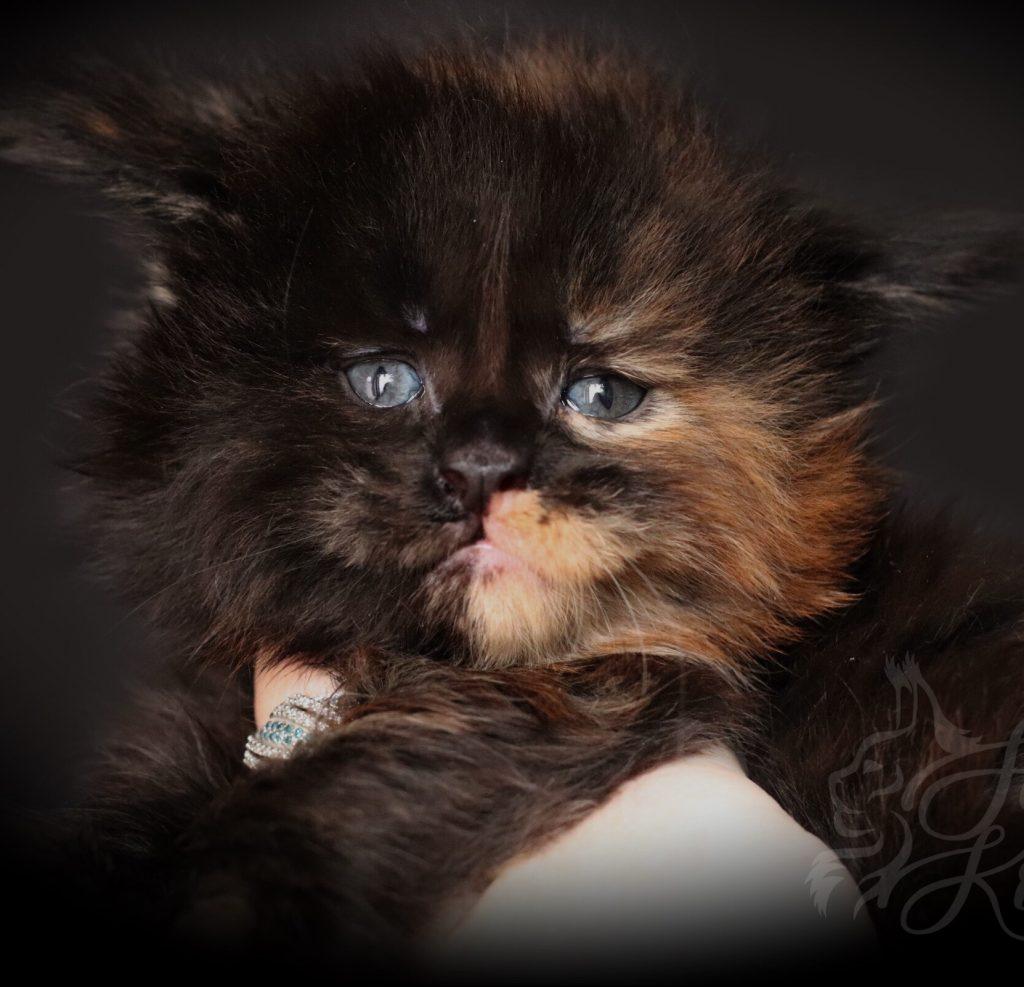 Kayleigh ⋆ Sassy Koonz Maine Coon Cattery tortie maine coon kitten