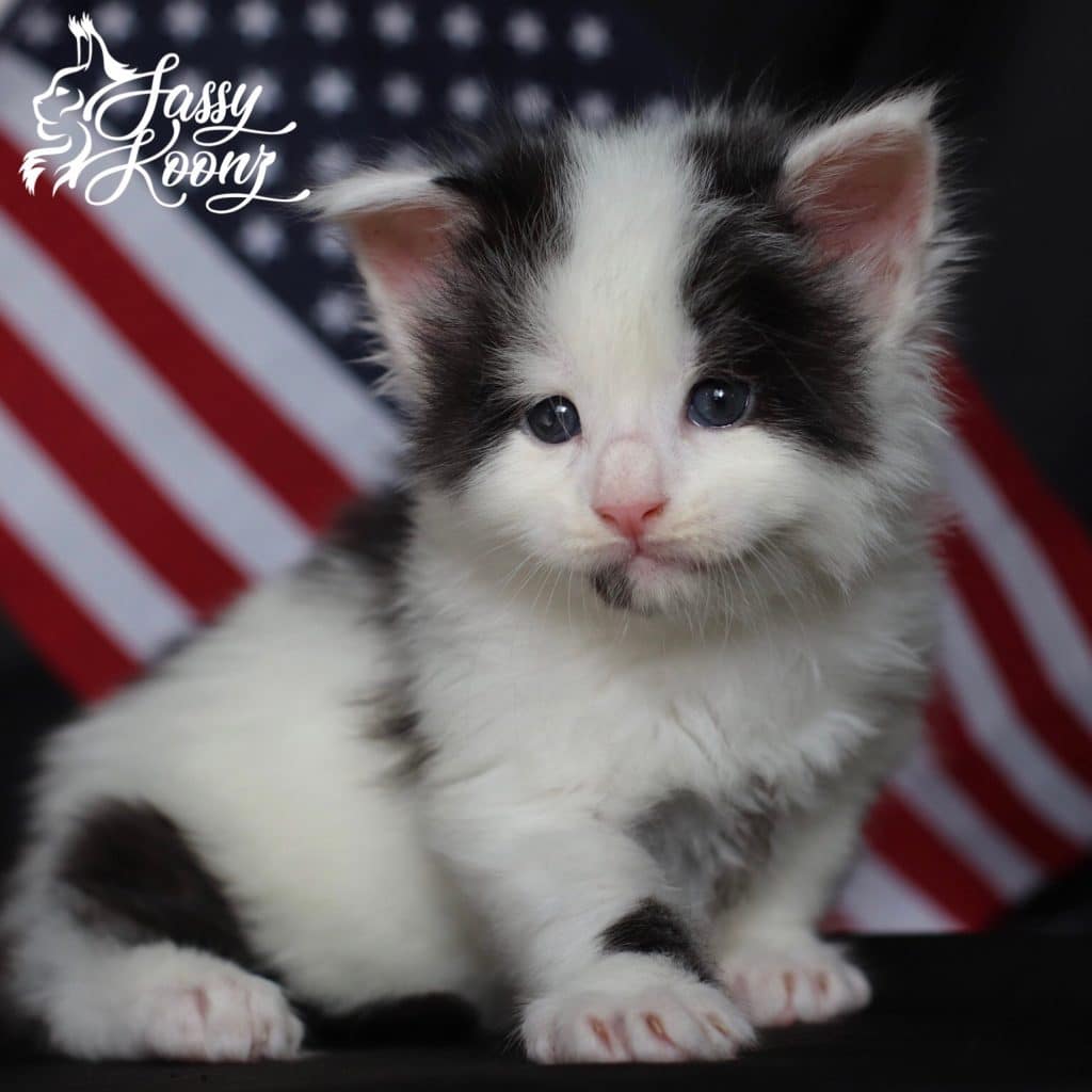 Sleepy Joe ⋆ Sassy Koonz Maine Coon Cattery maine coon kitten in florida