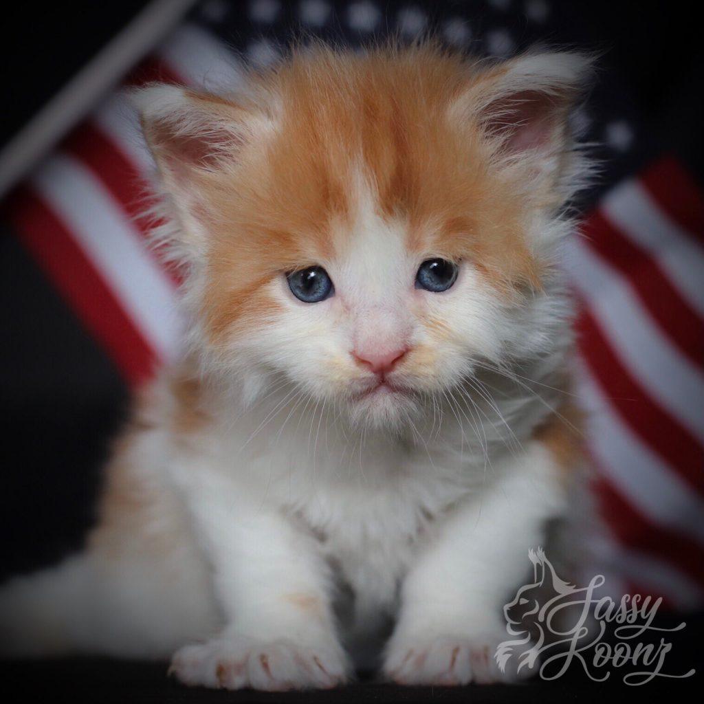 Red Barron ⋆ Sassy Koonz Maine Coon Cattery Red and White Maine Coon Kitten Red Barron 4 weeks old