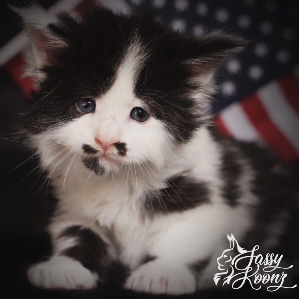 Trumpy Bear ⋆ Sassy Koonz Maine Coon Cattery black and white maine coon