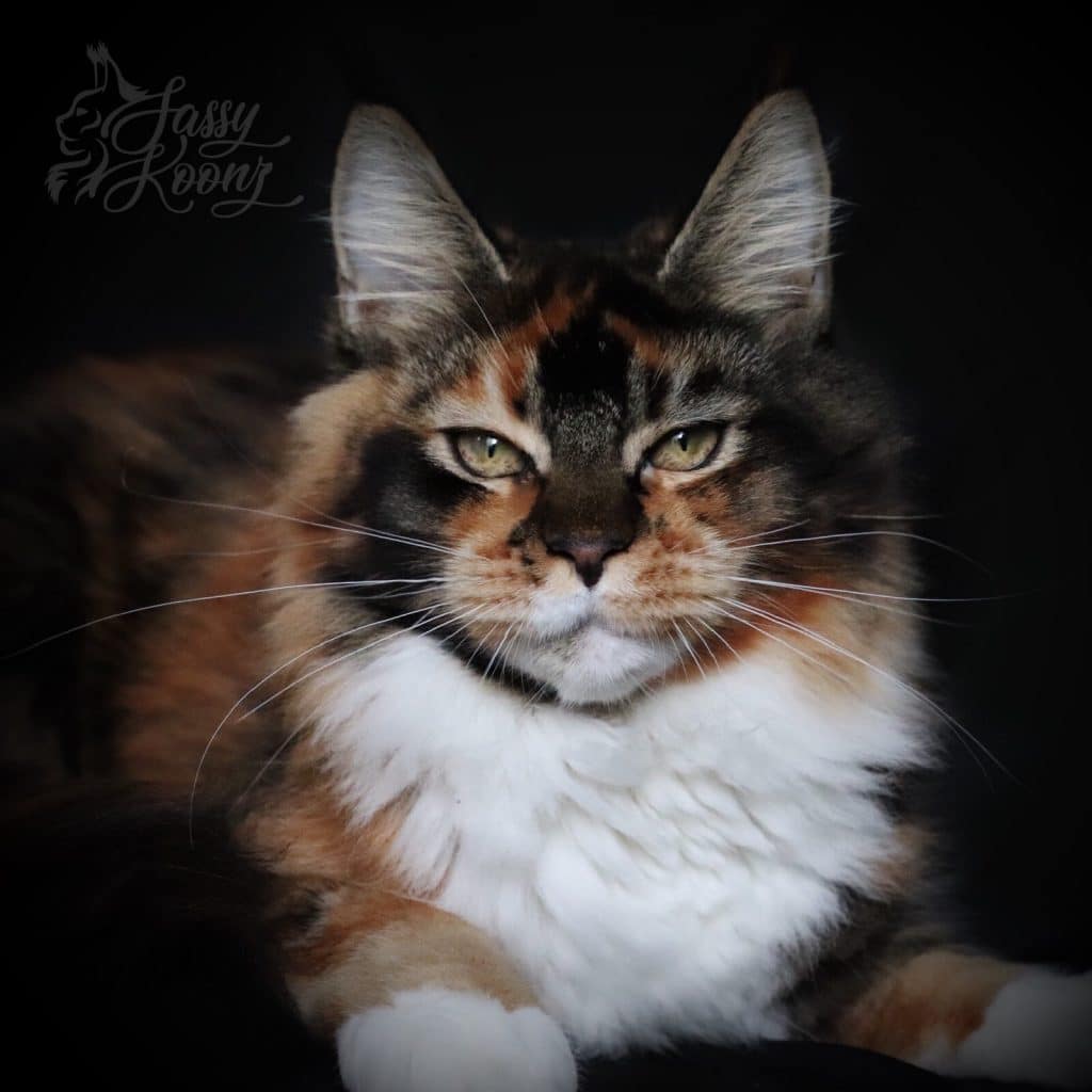 Sassy Koonz Zsa Zsa ⋆ Sassy Koonz Maine Coon Cattery Maine coon kittens for sale