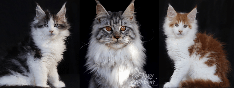 Norwegian Forest Cat Kittens from traditional old lines keeping