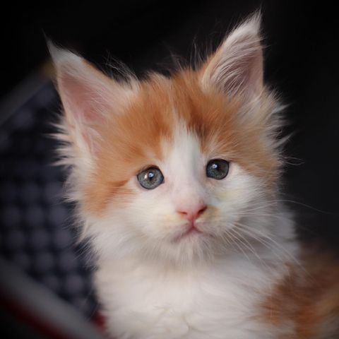 red-barron ⋆ Sassy Koonz Maine Coon Cattery maine coon cat red barron 6 weeks old