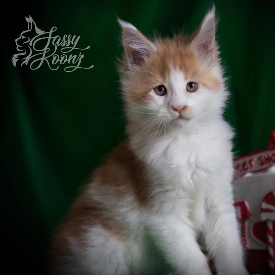 red-smoke-white-maine-coon ⋆ Sassy Koonz Maine Coon Cattery maine coon kitten for sale red barron 8 Weeks old