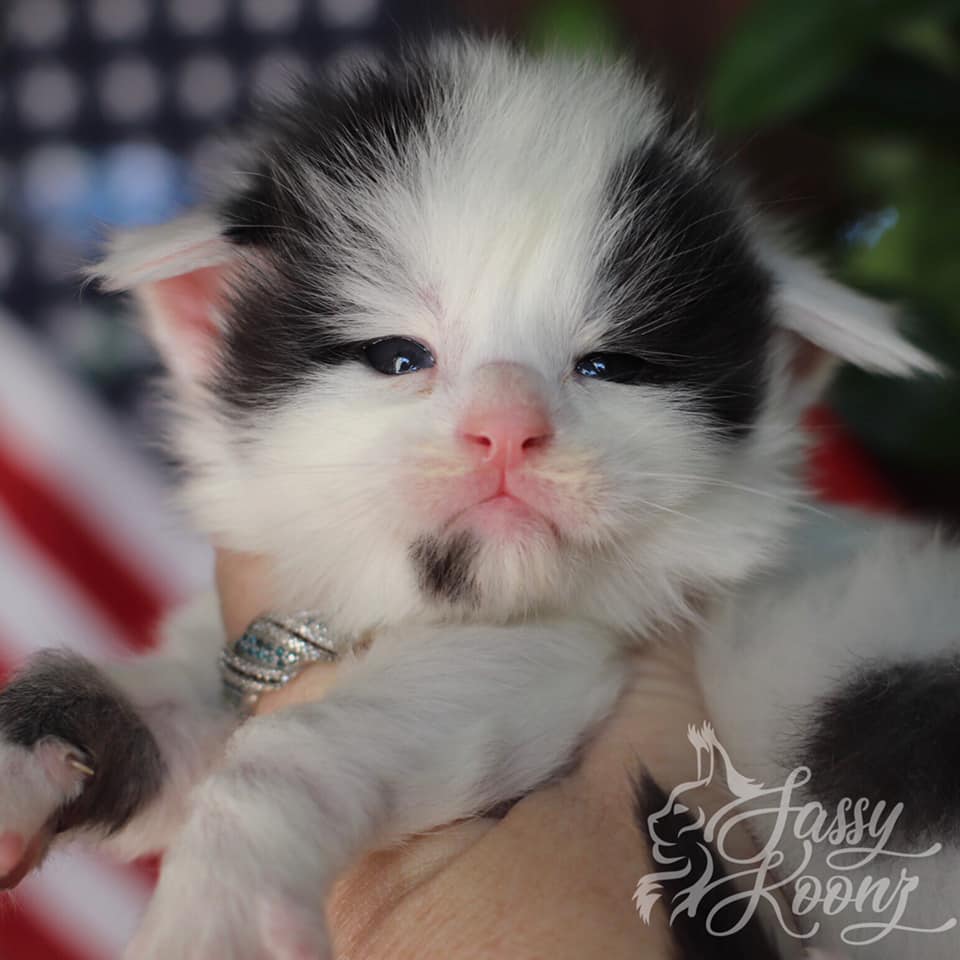 sleepy-joe ⋆ Sassy Koonz Maine Coon Cattery maine coon breeder in Florida