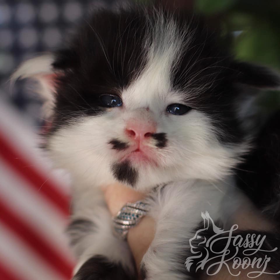 Trumpy Bear ⋆ Sassy Koonz Maine Coon Cattery trumpy bear