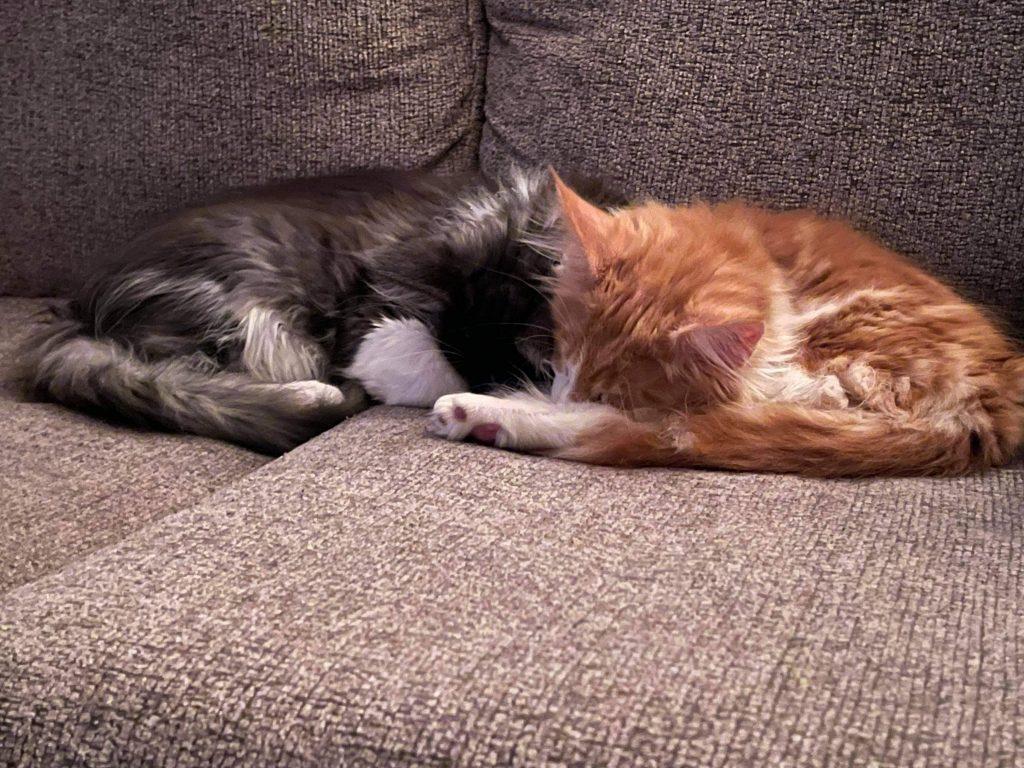 where to buy a maine coon cat