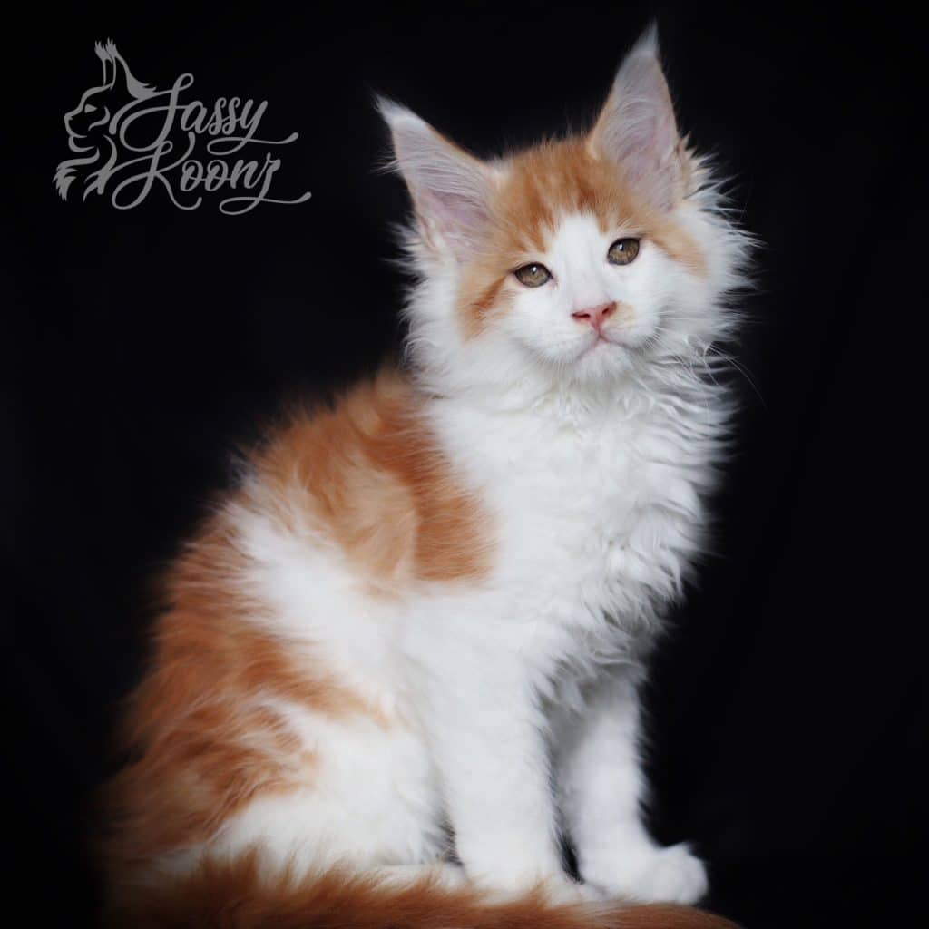 Barron ⋆ Sassy Koonz Maine Coon Cattery red smoke white maine coon kitten