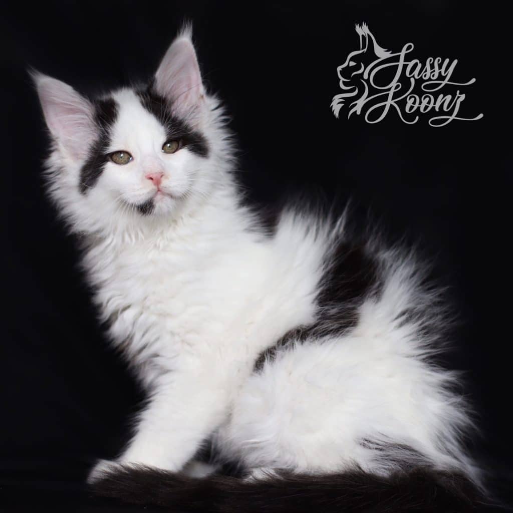 Sleepy Joe ⋆ Sassy Koonz Maine Coon Cattery black and white maine coon