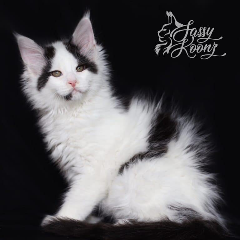 black and white maine coon