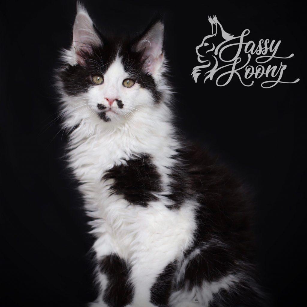 Trumpy Bear ⋆ Sassy Koonz Maine Coon Cattery black and white maine coon kitten for sale
